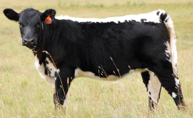 Speckle Park calf