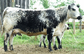 Speckle Park cow and calf